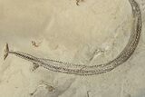 Superb Needle Fish (Rhynchodercetis) Fossil - Lebanon #270906-2